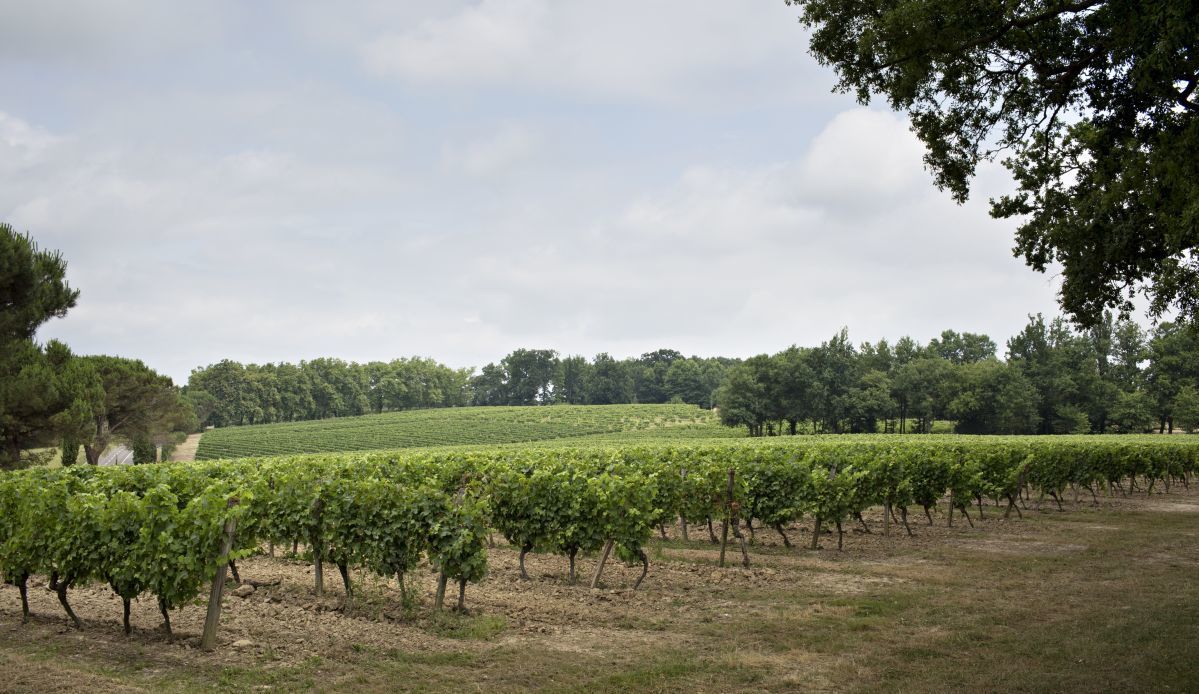 La Bastide en Gascogne - Vignoble