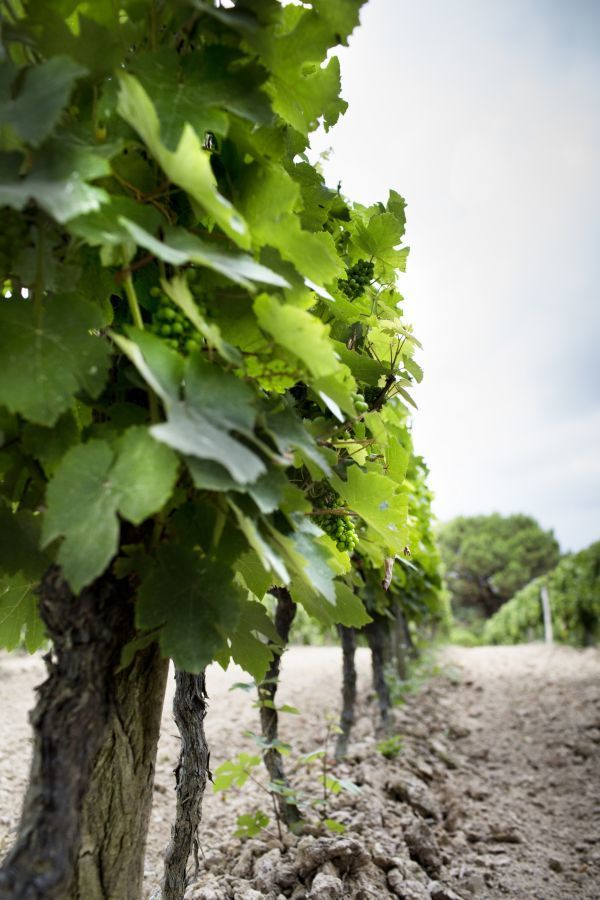 La Bastide en Gascogne - Vineyard